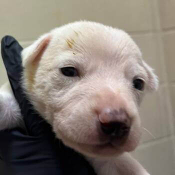 Lana -  Labrador Retriever and Mixed Breed Dog for Adoption in Corpus Christi, Texas - Lana | PetCurious