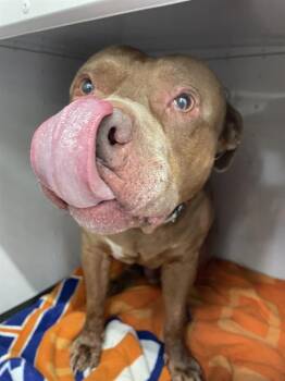 Mixed Breed Dogs Available for Adoption in Palmetto, Florida - HENDRICKS | PetCurious