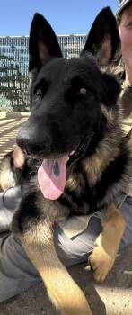 Rex -  German Shepherd Dog Dog for Adoption in Jefferson City, Missouri - Rex | PetCurious
