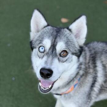 Snowstorm -  Siberian Husky Dog for Adoption in Sacramento, California - Snowstorm | PetCurious