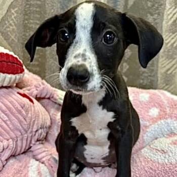 Mixed Breed Dogs Available for Adoption in Tunica, Mississippi - Bobby | PetCurious