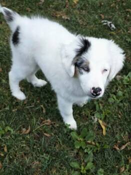 Prentiss -  Australian Shepherd Dog for Adoption in Troy, Illinois - Prentiss | PetCurious