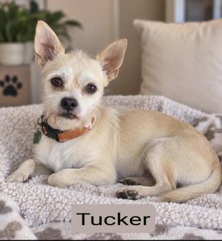 Tucker -  Terrier and Chihuahua Dog for Adoption in Fairfield, Connecticut - Tucker | PetCurious