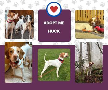 English Pointer Dogs Available for Adoption in Bridgeton, New Jersey - Huck (WA) | PetCurious