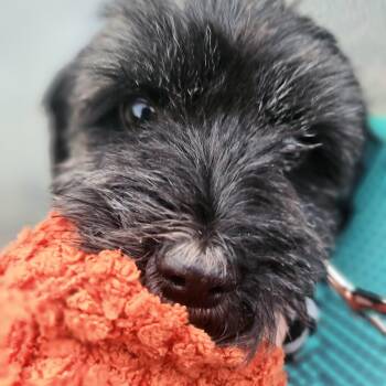 Ella -  Miniature Schnauzer Dog for Adoption in Conway, South Carolina - Ella | PetCurious