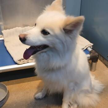 Pomeranian and Husky Dogs Available for Adoption - Pluto | PetCurious