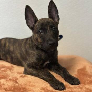 Dutch Shepherd Dogs Available for Adoption in Red Bluff, California - Iron | PetCurious