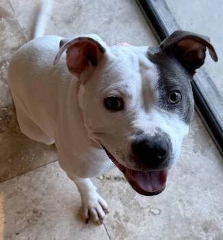 KELI Gorgeous White and Blue Pup Girl -  American Bully Dog for Adoption in Boca Raton, Florida - KELI Gorgeous White And Blue Pup Girl | PetCurious