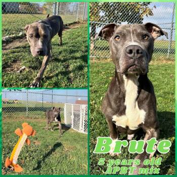Rescue Pit Bull Terrier Dogs for Adoption in Franklin, Indiana - Brute | PetCurious