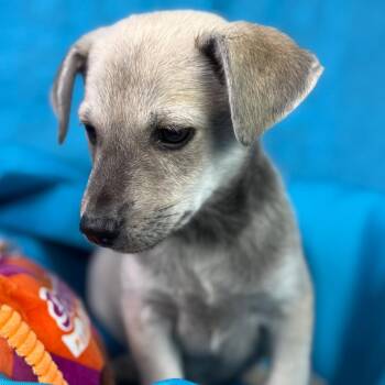 Oswald -  Labrador Retriever and Chihuahua Dog for Adoption in Hondo, Texas - Oswald | PetCurious