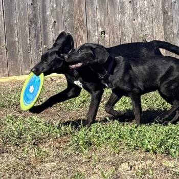 Millie -  Labrador Retriever Dog for Adoption in Austin, Texas - Millie | PetCurious