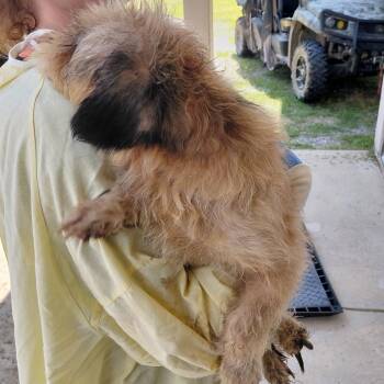 Cherokee 7889 -  Pekingese Dog for Adoption in Loxahatchee Groves, Florida - Cherokee 7889 | PetCurious