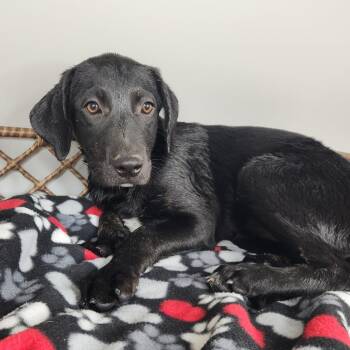Moira -  Dalmatian and Great Pyrenees Dog for Adoption in Fort Wayne, Indiana - Moira | PetCurious