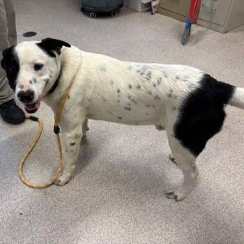 Sullivan -  Mixed Breed Dog for Adoption in Horn Lake, Mississippi - Sullivan | PetCurious