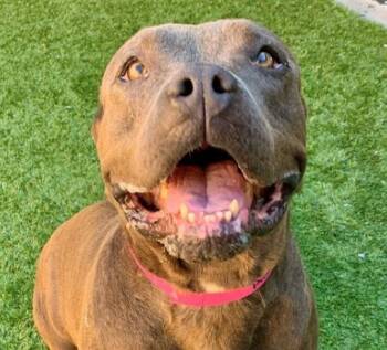 Please Save Me - KIMMY - A551842 -  Pit Bull Terrier Dog for Adoption in San Marcos, California - Please Save Me - KIMMY - A551842 | PetCurious