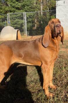 Dolly -  Bloodhound Dog for Adoption in Sautee Nacoochee, Georgia - Dolly | PetCurious