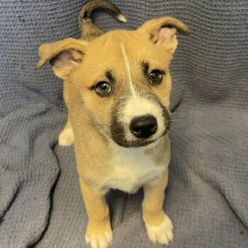 Hot Dog -  Mixed Breed Dog for Adoption in Canal Winchester, Ohio - Hot Dog | PetCurious