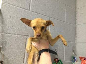 Chihuahua Dogs Available for Adoption in Thousand Palms, California - HAROLD | PetCurious