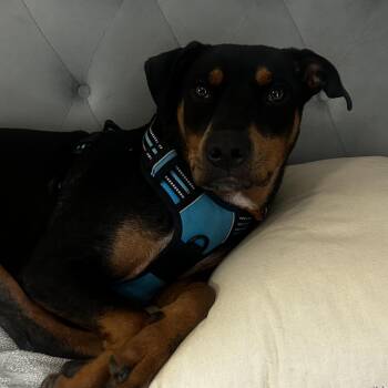 Mossy -  Mixed Breed Dog for Adoption in Atlanta, Georgia - Mossy | PetCurious