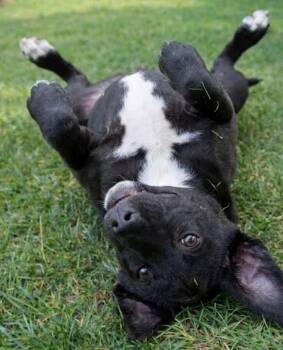Ace -  Labrador Retriever and Mixed Breed Dog for Adoption in Crown Point, Indiana - Ace | PetCurious