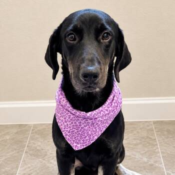Lilly -  Labrador Retriever and Mixed Breed Dog for Adoption in Metamora, Michigan - Lilly | PetCurious
