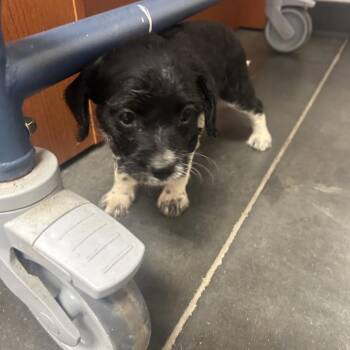 Mixed Breed Dogs Available for Adoption - Sundae | PetCurious