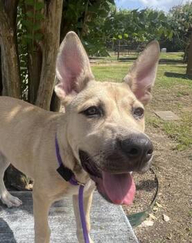 Rescue Mixed Breed Dogs for Adoption in Houston, Texas - SCOOBY | PetCurious