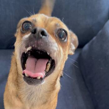 Pug and Chihuahua Dogs Available for Adoption - Joan Jett | PetCurious