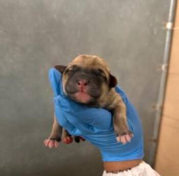 Mixed Breed Dogs Available for Adoption in West Chester, Pennsylvania - Kona | PetCurious