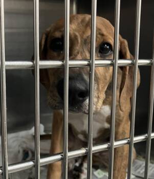 Tiger 2 -  Beagle and Mountain Cur Dog for Adoption in Parma, Ohio - Tiger 2 | PetCurious