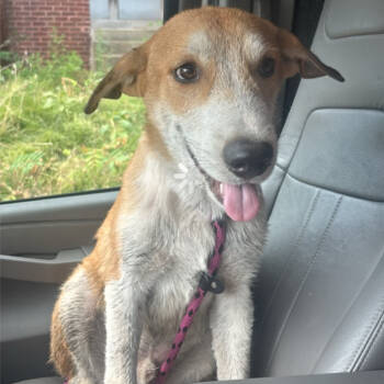 Rescue White German Shepherd Dogs for Adoption in St. Louis, Missouri - Jakob | PetCurious