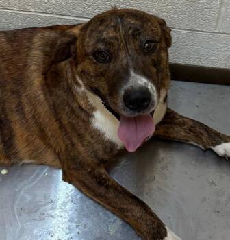 Bernese Mountain Dog and Rottweiler Dogs Available for Adoption - SAMSON | PetCurious