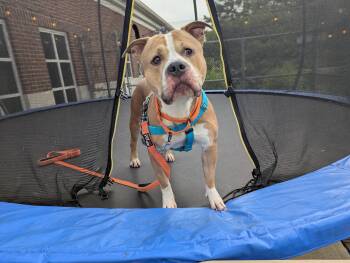 Chico -  Pit Bull Terrier Dog for Adoption in Stratford, Connecticut - Chico | PetCurious