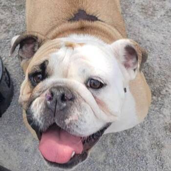 Scarlett -  English Bulldog Dog for Adoption in Huber Heights, Ohio - Scarlett | PetCurious