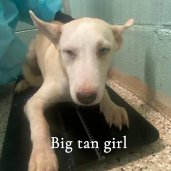 SIREN 1633 -  Husky and Mixed Breed Dog for Adoption in Loxahatchee Groves, Florida - SIREN 1633 | PetCurious