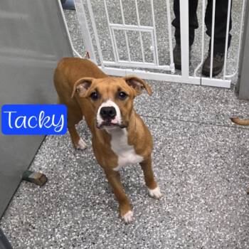 Rescue Pit Bull Terrier and Boxer Dogs for Adoption in Parkersburg, West Virginia - Tacky | PetCurious