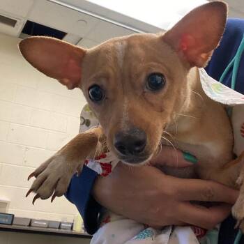 Mixed Breed Dogs Available for Adoption in Memphis, Tennessee - Ferguson | PetCurious