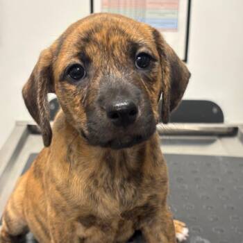 Needle (WHT) -  Catahoula Leopard Dog and Mixed Breed Dog for Adoption in League City, Texas - Needle (WHT) | PetCurious