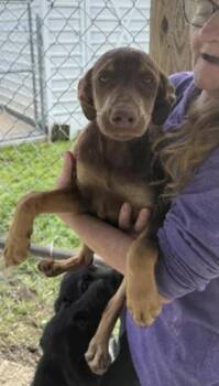 Labrador Retriever and Wire Fox Terrier Dogs Available for Adoption in Broomfield, Colorado - Corbo / | PetCurious