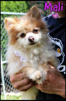 Mali -  Pomeranian Dog for Adoption in Shippenville, Pennsylvania - Mali | PetCurious