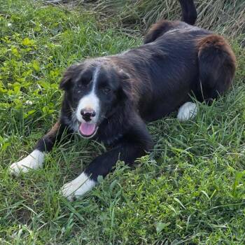 Rescue Border Collie Dogs for Adoption in Baldwin, Wisconsin - River | PetCurious