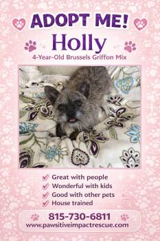 Brussels Griffon and Yorkie Poo Dogs Available for Adoption - Holly | PetCurious