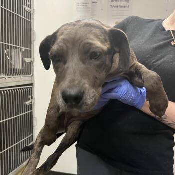 Terrier Dogs Available for Adoption in Parrish, Alabama - Fiona | PetCurious