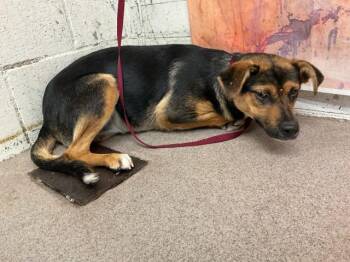 MERCY -  German Shepherd Dog and Mixed Breed Dog for Adoption in San Bernardino, California - MERCY | PetCurious