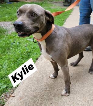 Rescue American Staffordshire Terrier Dogs for Adoption in Mountain City, Tennessee - Kylie | PetCurious