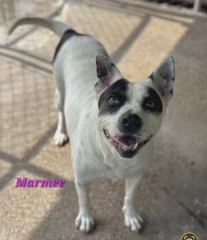 Staffordshire Bull Terrier and American Bulldog Dogs Available for Adoption in Norfolk, Massachusetts - Marmee | PetCurious
