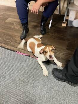 Tater tot (149-26) -  Beagle Dog for Adoption in Cambridge, Ohio - Tater Tot (149-26) | PetCurious