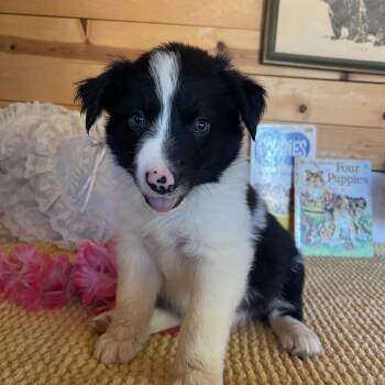 Chevy -  Border Collie Dog for Adoption in Vacaville, California - Chevy | PetCurious
