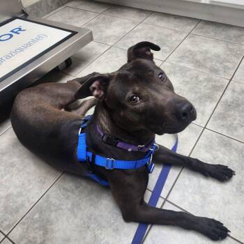 Pit Bull Terrier Dogs Available for Adoption - Nenita | PetCurious