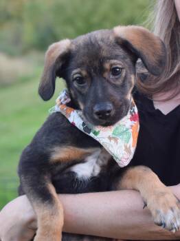 Pia (Female) -  Shepherd and Husky Dog for Adoption in West Grove, Pennsylvania - Pia (Female) | PetCurious